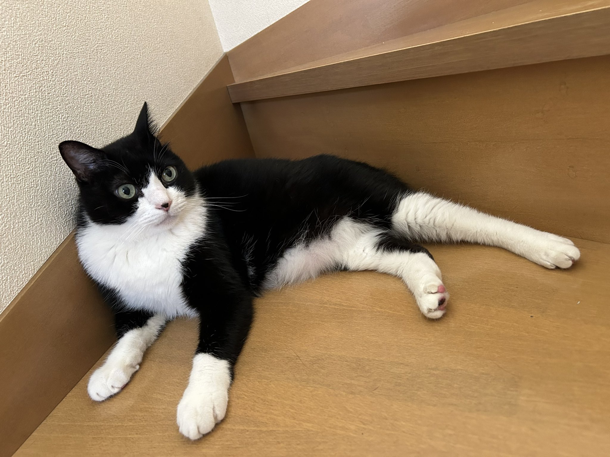 【猫ねこ✨】 ソーラー赤ちゃん招き猫 （ブルー） | ねこや工業