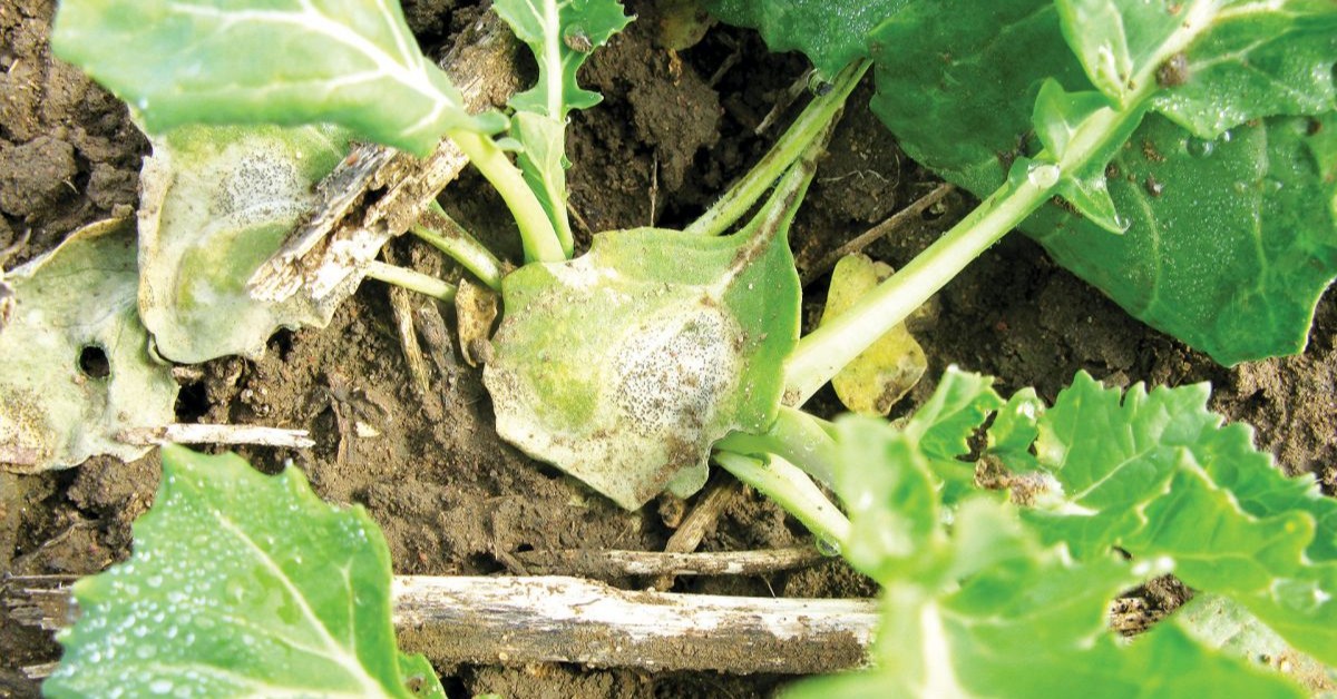 theGRDC's tweet image. GRDC investments are helping stave off a heightened #blackleg disease threat posed by #canola production intensification.
#GroundCoverOnline details an independent impact analysis on the programs 👉 bit.ly/4eWP15r
@UniMelb | @uwanews | @DEECA_Vic