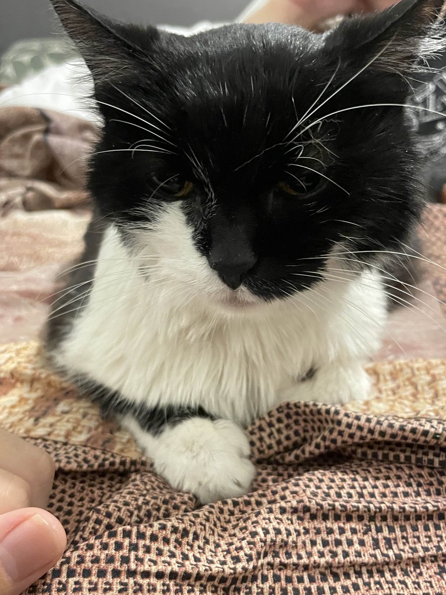 nishimire's tweet image. ⚠️ APPEL A VOTRE SOUTIEN ⚠️
Bijou, notre petite boule de tendresse, affronte un cancer. Avec Nyx, nous nous battons pour lui offrir encore des instants de douceur — des ronrons, des bisous, des matins blottis contre nous.
Chaque euro partagé nous permettra d'espérer partager…
