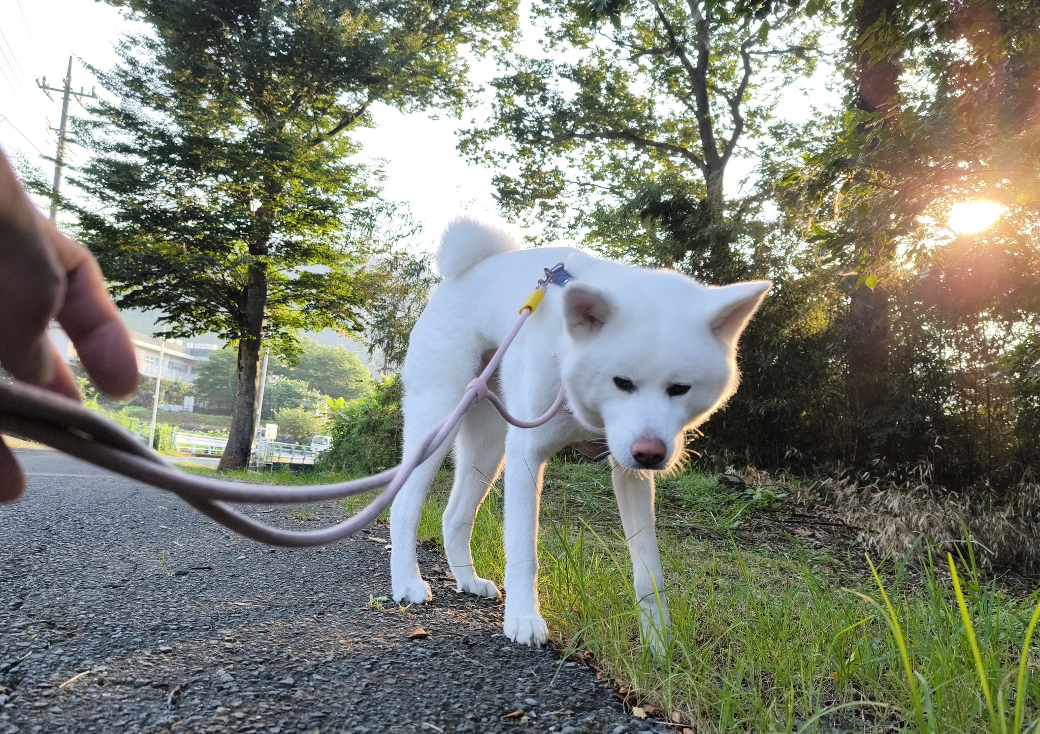 秋田犬 こまち日和 on X: 