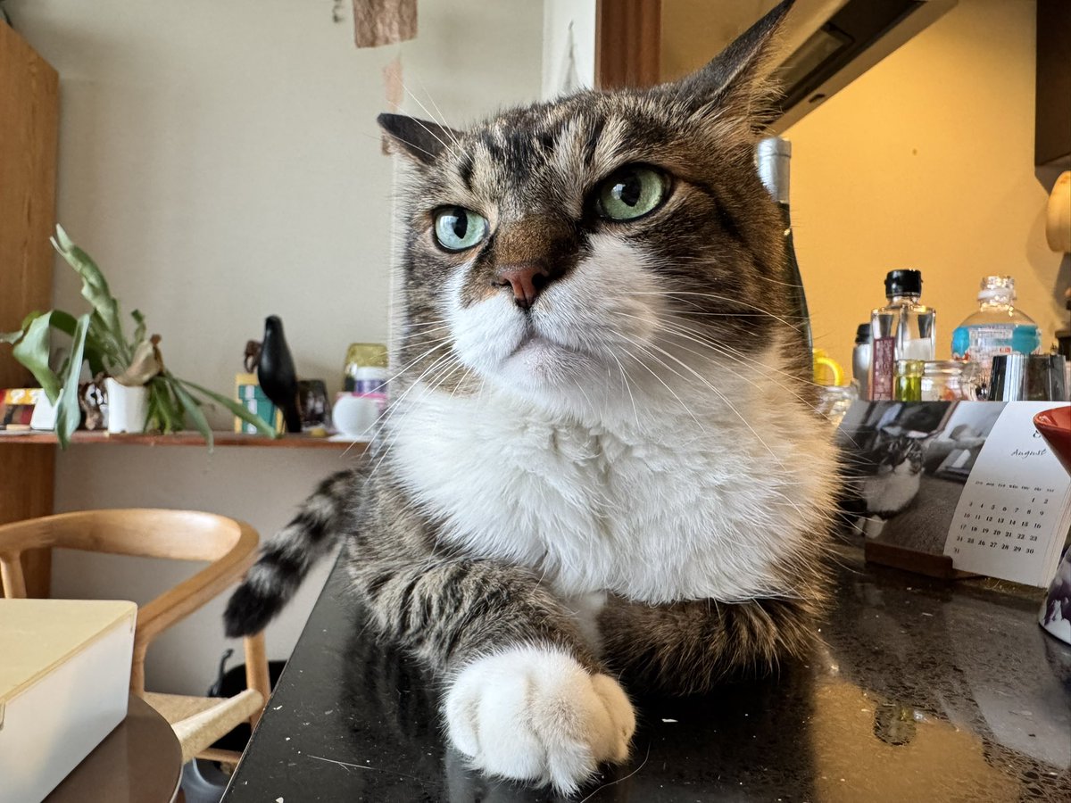 poncho_neko's tweet image. この間のあごだしちゅーるは好みじゃなかった。やっぱ、まぐろかカツオだなにゃお！