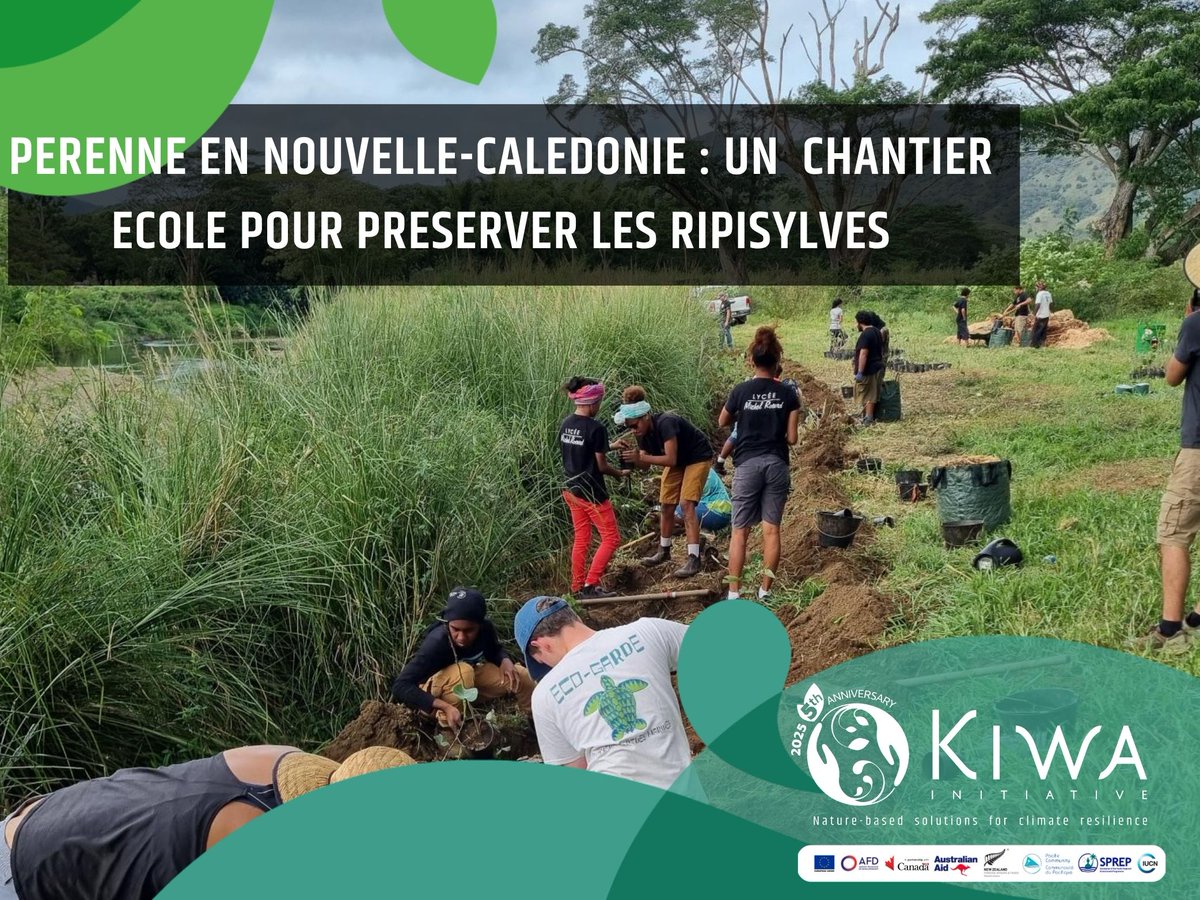 🌿 À Bourail, 400 arbres plantés en 1 journée lors d’un chantier-école du projet #PERENNE, soutenu par l’Initiative #Kiwa. 🇫🇷🇪🇺🇦🇺🇨🇦🇳🇿 
 kiwainitiative.org
 👏 Merci aux élèves du lycée Michel Rocard et aux partenaires mobilisés !
#SfN #NouvelleCalédonie #Bourail #WWF