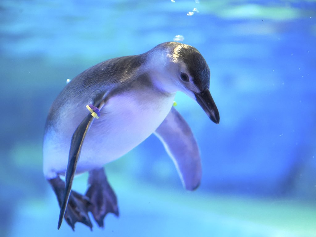 u2e6x's tweet image. プカッとあられでおはようございます
 #マゼランペンギン
 #すみだ水族館  #羽毛さん日誌