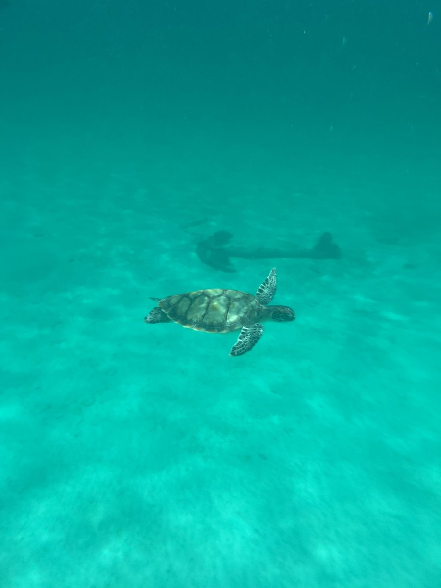 DAOSPEDept's tweet image. Some of the amazing photos from today’s cruise! One of our students smashed it with some underwater snaps! 📸