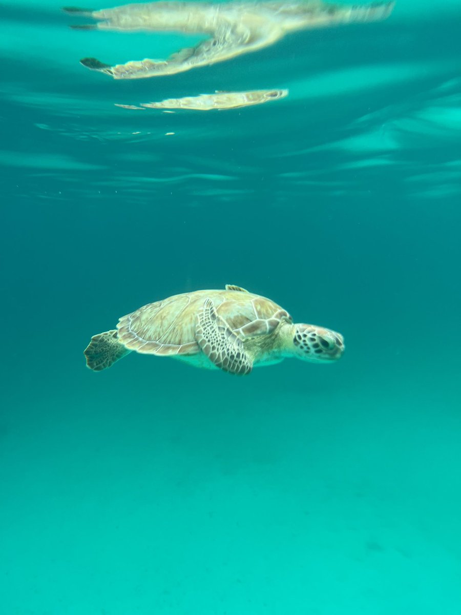 DAOSPEDept's tweet image. Some of the amazing photos from today’s cruise! One of our students smashed it with some underwater snaps! 📸