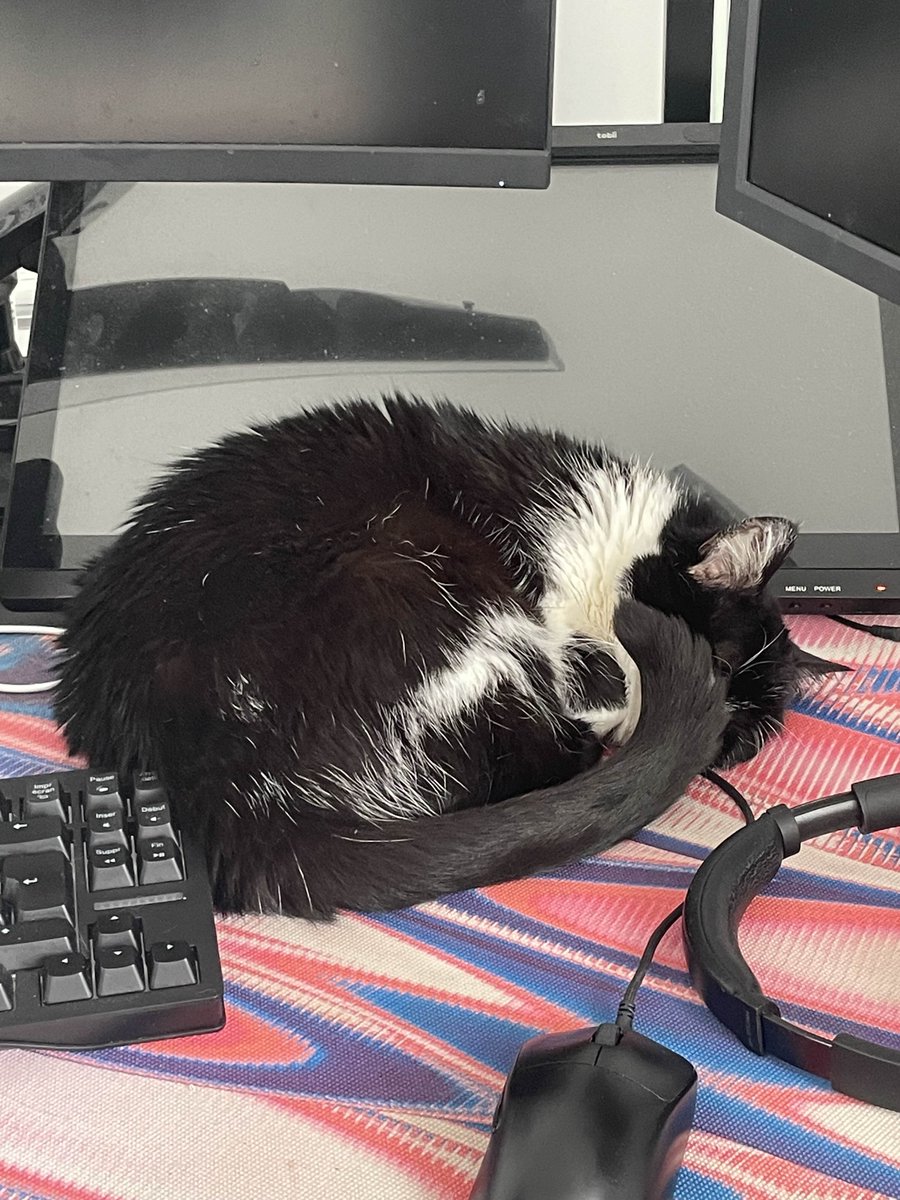 nishimire's tweet image. ⚠️ APPEL A VOTRE SOUTIEN ⚠️
Bijou, notre petite boule de tendresse, affronte un cancer. Avec Nyx, nous nous battons pour lui offrir encore des instants de douceur — des ronrons, des bisous, des matins blottis contre nous.
Chaque euro partagé nous permettra d'espérer partager…