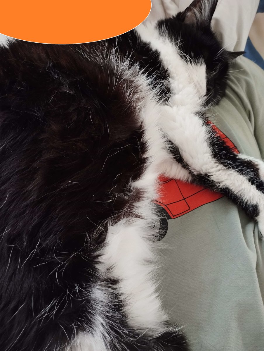 nishimire's tweet image. ⚠️ APPEL A VOTRE SOUTIEN ⚠️
Bijou, notre petite boule de tendresse, affronte un cancer. Avec Nyx, nous nous battons pour lui offrir encore des instants de douceur — des ronrons, des bisous, des matins blottis contre nous.
Chaque euro partagé nous permettra d'espérer partager…