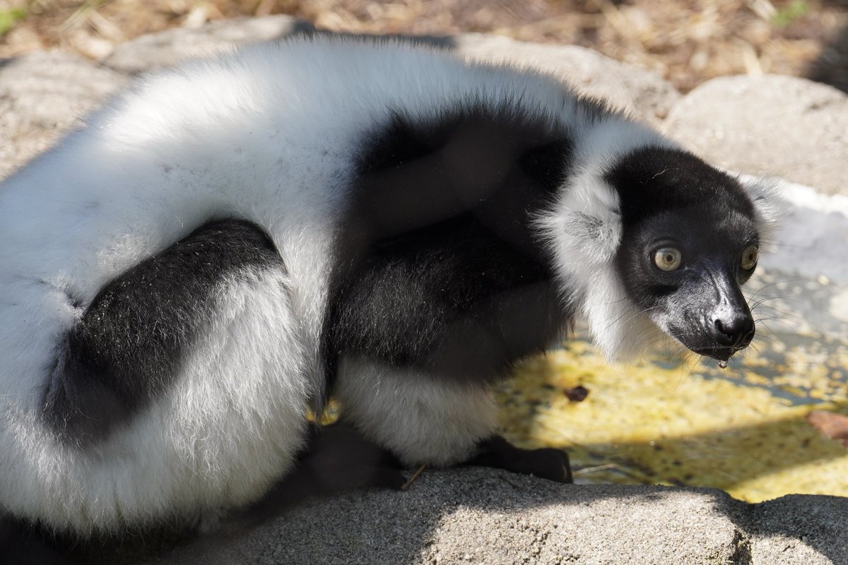 KEMOKEMO56's tweet image. 水分補給忘れずに🥵

#クロシロエリマキキツネザル　#上野動物園