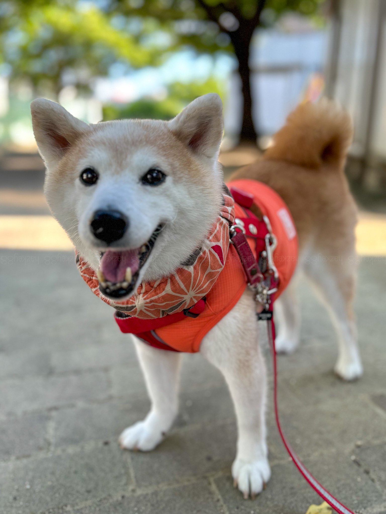 りんごいぬ 柴犬とねーねと暮らす1歳次女の幸せな空間✨🐕👧🧒✨ YouTubeも