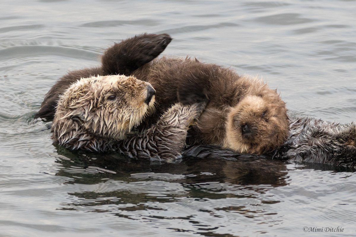 ElakhaA's tweet image. 🍼Baby #seaotters are most commonly called pups, though they can also be referred to as kits. 

These fluffy pups come into the world wrapped in a thick, buoyant coat that keeps them bobbing on the surface like fuzzy little corks while mom dives for food. 

📸: Mimi Ditchie