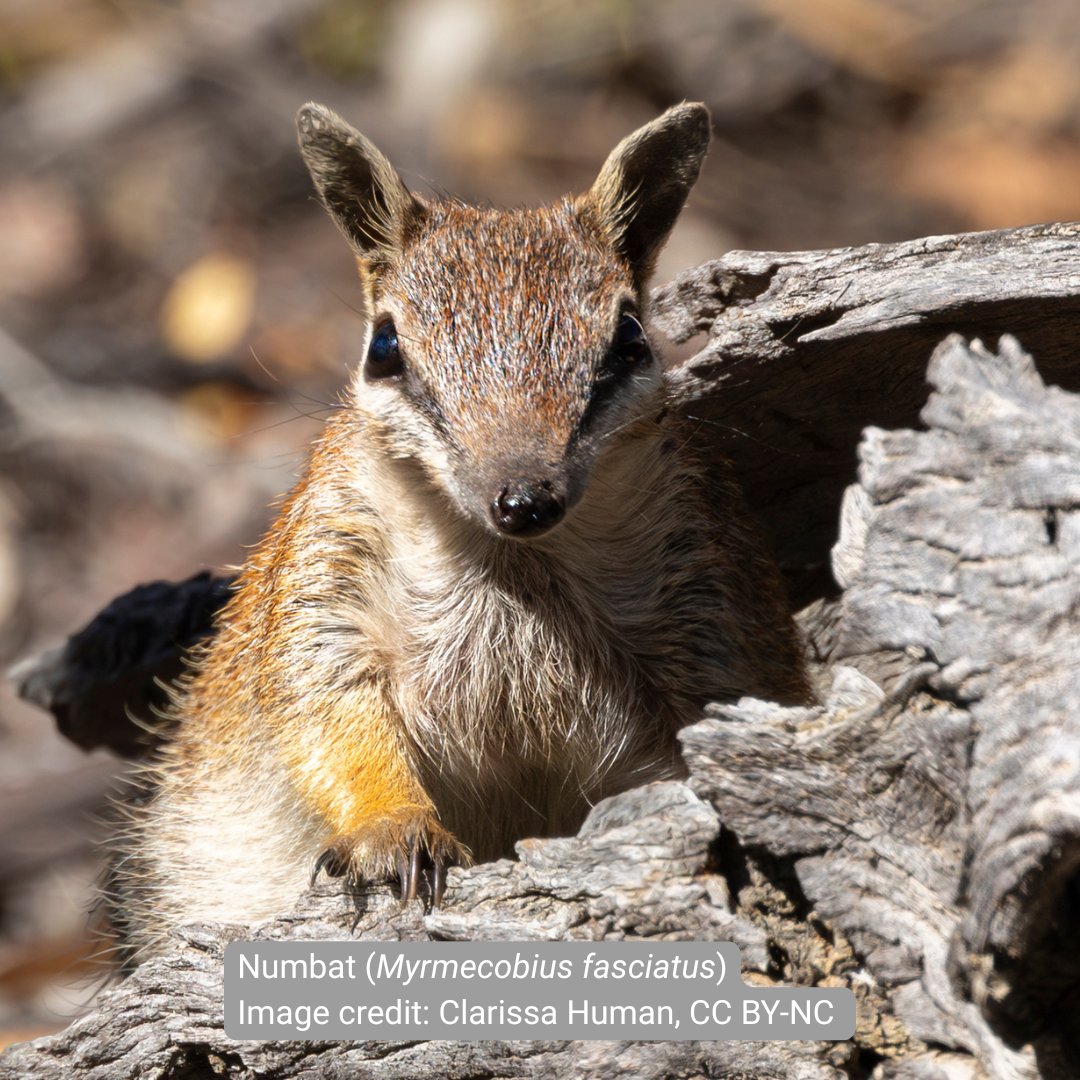Atlas of Living Aust tweet media