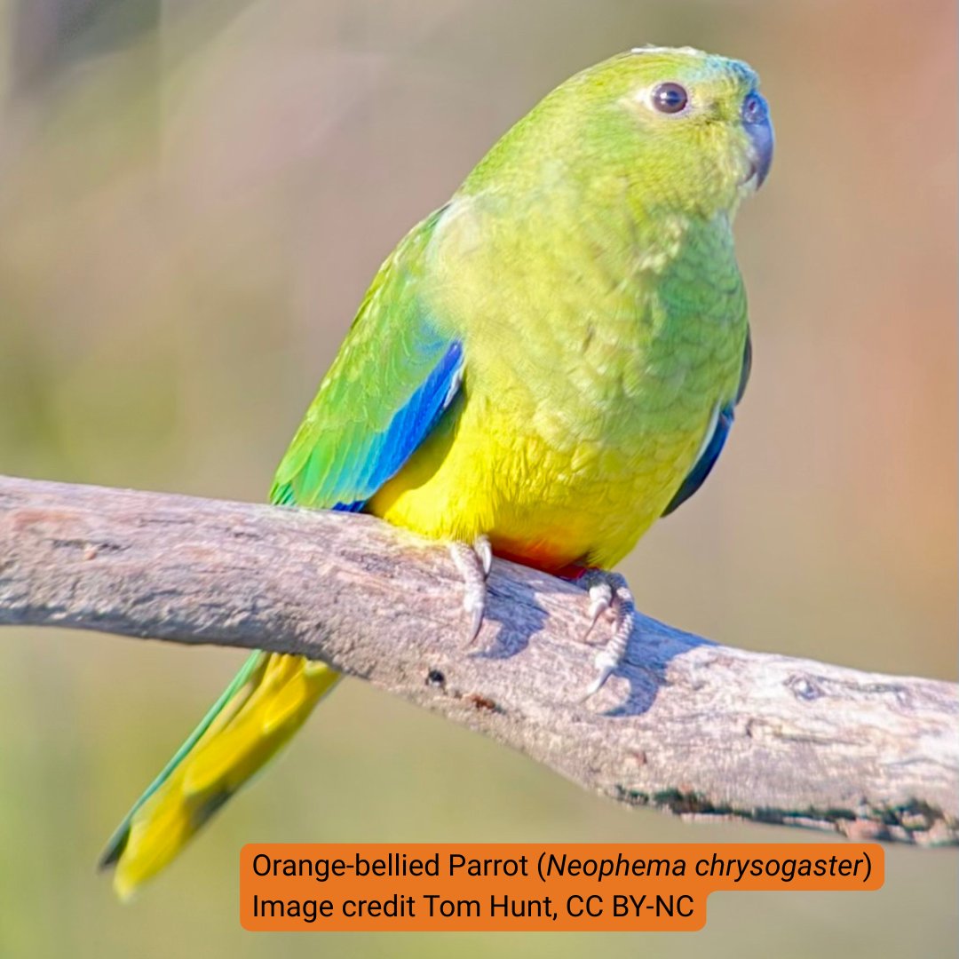 Atlas of Living Aust tweet media