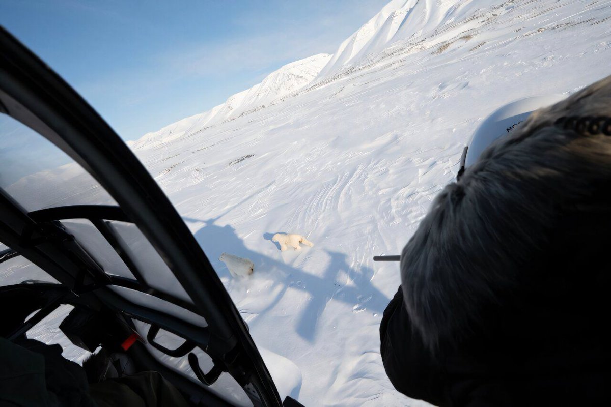 FutureFactual's tweet image. 🔍 Read: It's a pretty risky business trying to take a blood sample from a polar bear—one of the most dangerous predators on the planet—on an Arctic ice floe.
phys.org/news/2025-07-e…