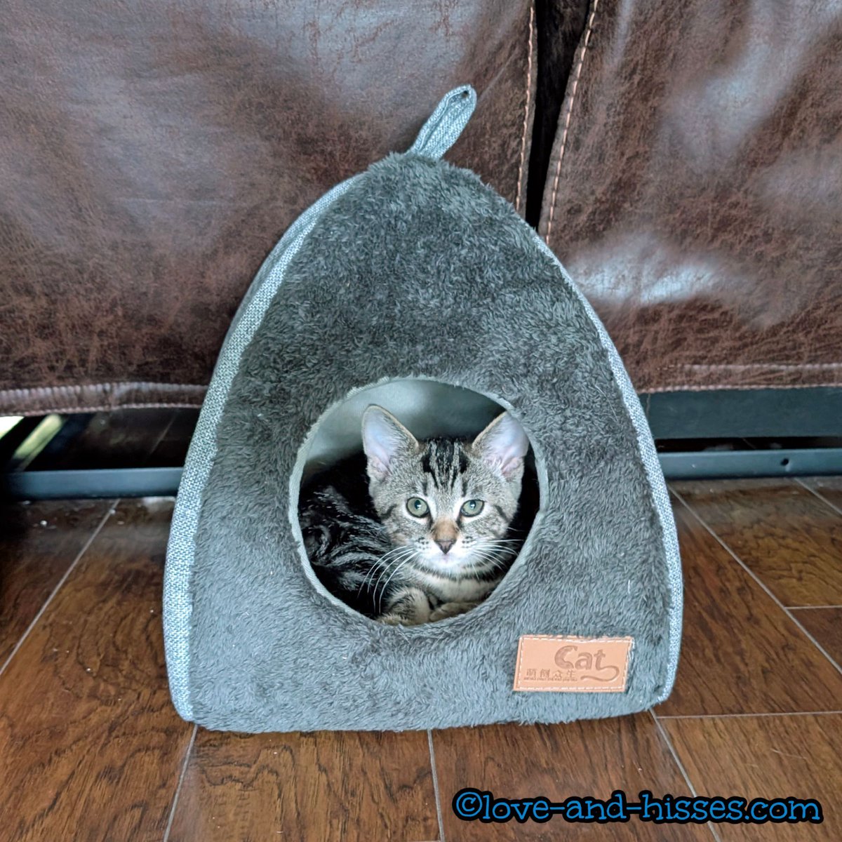 RobynAnderson's tweet image. Sebastian "discovered" this tiny cat hut (which has been sitting there for a couple of weeks), and it's just perfectly sized for him.