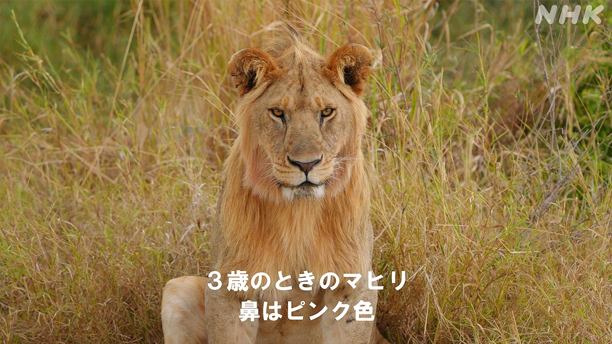 nhk_darwin's tweet image. \おさらい/
若オスと大人のオスの見分け方講座🔎
若いと鼻の色がうっすらピンク
大人は真っ黒!
密着開始直後はピンク色だった若オスたちが、
今では5歳になり黒くなってきました
🟧⏰27日 日曜夜7時30分~🟧
『ライオン王者への道⑤ 絶体絶命!ピンチを乗り越えろ!』
nhk.jp/darwin/