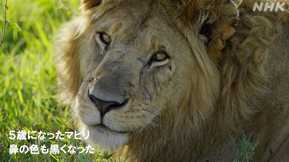 nhk_darwin's tweet image. \おさらい/
若オスと大人のオスの見分け方講座🔎
若いと鼻の色がうっすらピンク
大人は真っ黒!
密着開始直後はピンク色だった若オスたちが、
今では5歳になり黒くなってきました
🟧⏰27日 日曜夜7時30分~🟧
『ライオン王者への道⑤ 絶体絶命!ピンチを乗り越えろ!』
nhk.jp/darwin/