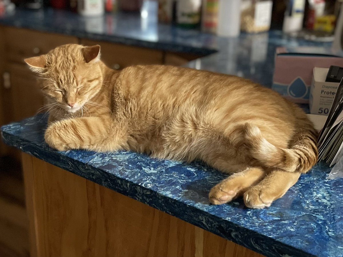 KnowlesGardner's tweet image. Winston doesn’t like the hot weather, so we let him lie on the cool kitchen work surface if he wants to. But of course, he’s a cat, so we couldn’t really stop him 🤣