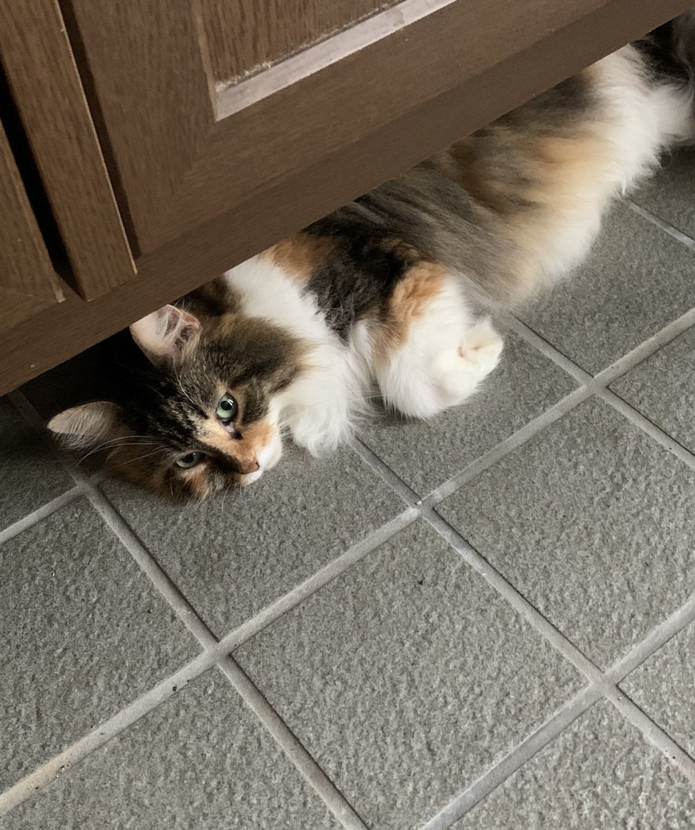 ZUm4bjmav7fjdCF's tweet image. 🐱おはようニャン🐱
毎日あっちーにゃん🙀💦
みんにゃ大丈夫かにゃ?
#ノルウェージャン
#猫好きさんと繋がりたい