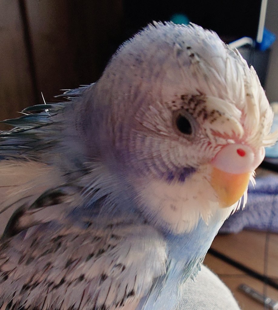 朝からべしょべしょ♡
ぶぅぶぅ言って甘えてくるんだけど、眉毛できてるから別の鳥を構ってるみたいなんだが？