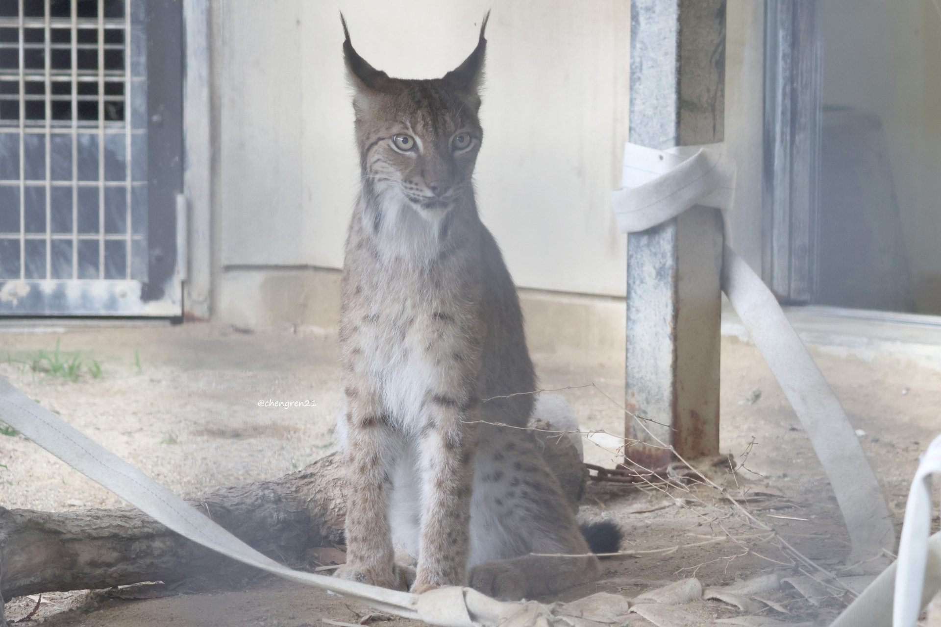 【ねこ】 招き猫 8寸 / 小田人形 – 京都の伝統工芸品の通販サイトはMOCAD