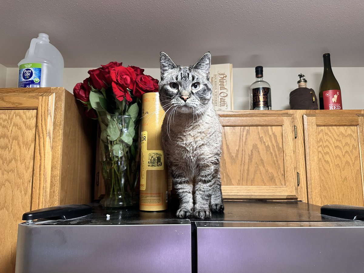bowengreenwood's tweet image. “These flowers are for me, right?”
“Well, no, they’re for—”
“Thank you Hooman! They’re delicious!”