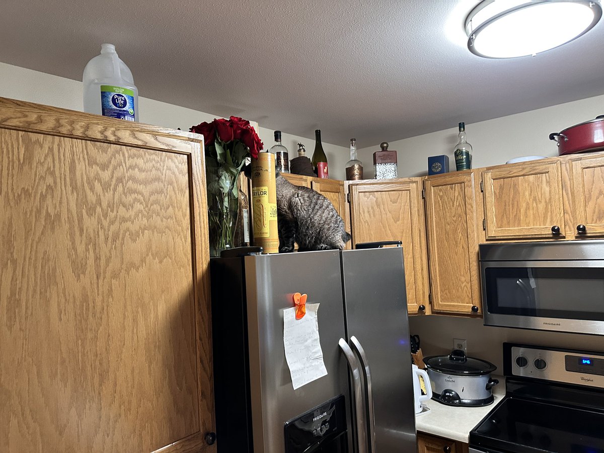 bowengreenwood's tweet image. “These flowers are for me, right?”
“Well, no, they’re for—”
“Thank you Hooman! They’re delicious!”