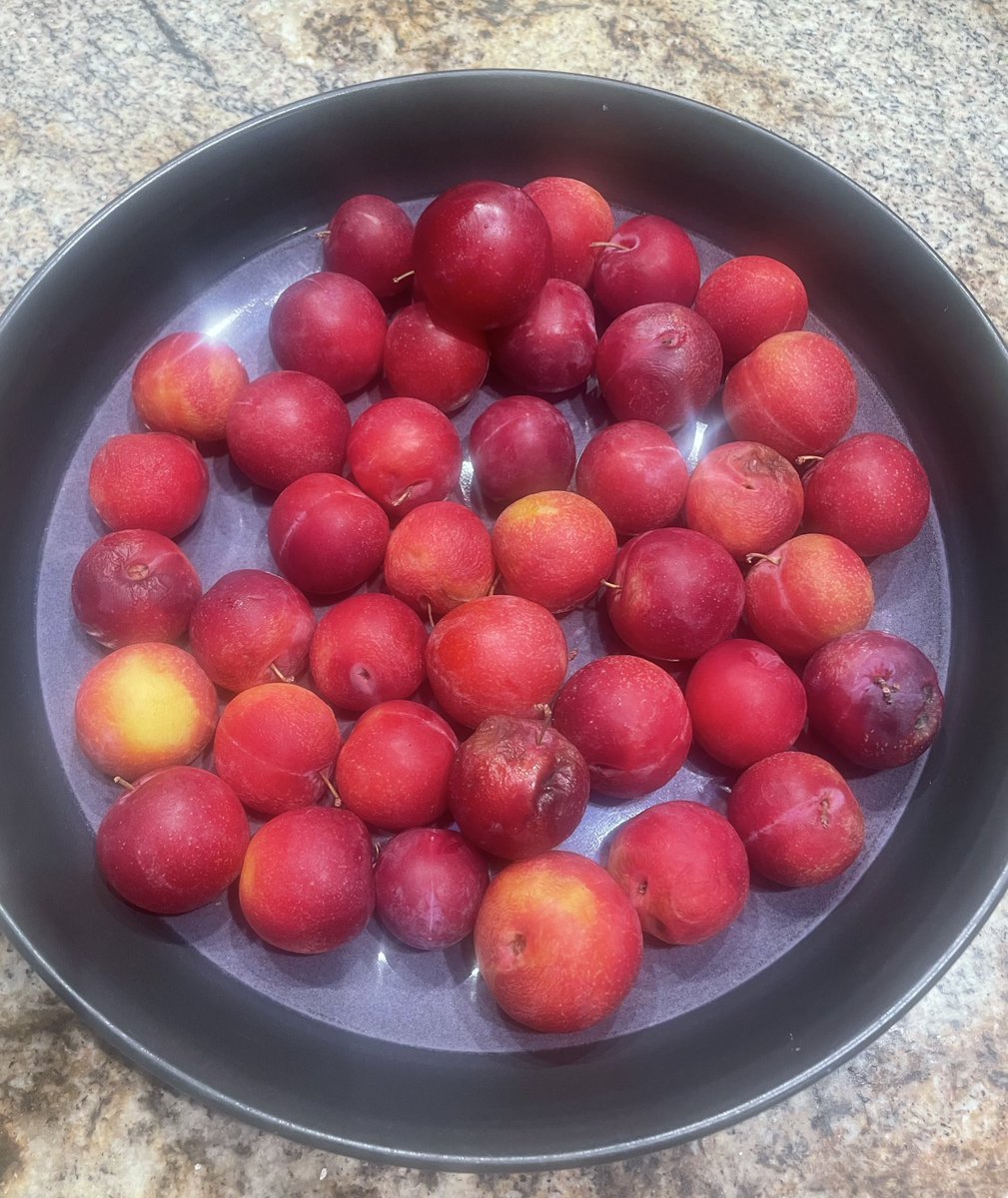 CoCo4AfroPuffs's tweet image. Plum-Cherry wine in-progress! 🤗
