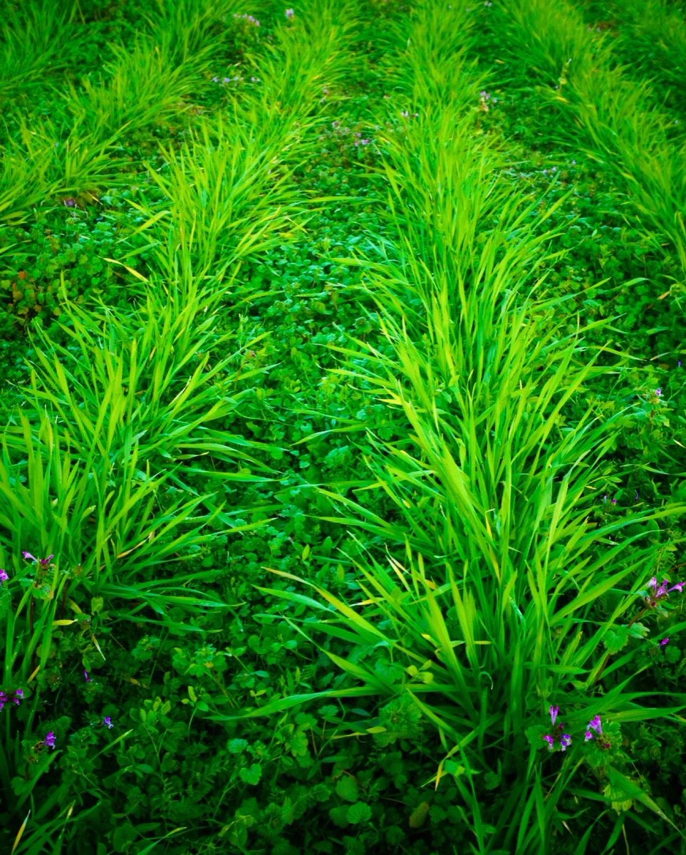 Setouchimyfarm's tweet image. 右も左もないじゃろ
野菜を育てる上で取り除く雑草と
活かす草とがある。
アレロパシーにより他の植物の成長を阻害したり
あるいは、背丈が高く光合成を阻害するものは
良しとしない。…