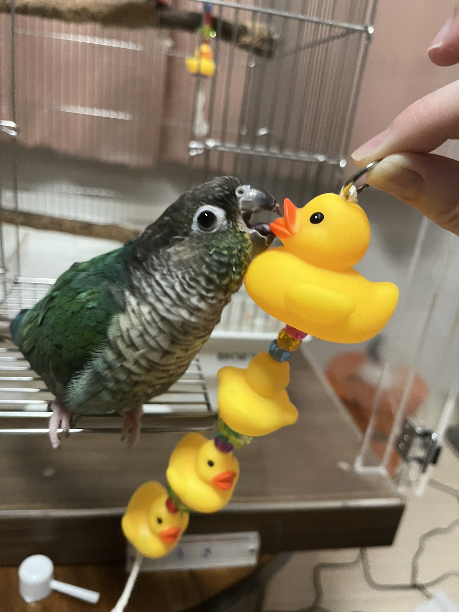 ねしー🦜🐝🐉🥷🥚 on X: 