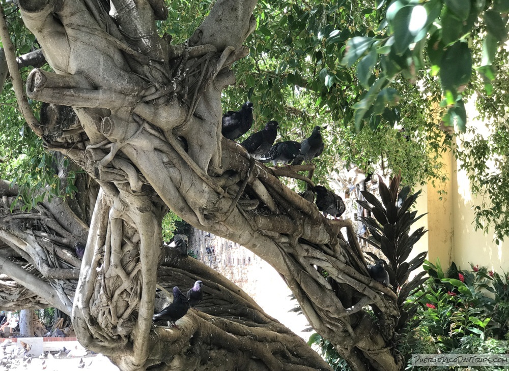 PRDayTrips's tweet image. Good Evening from #PuertoRico - Pigeon Park (from 2020) #estaesmiisla