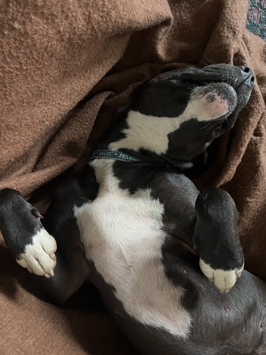 Ljcorr3's tweet image. Tako can relax now since her Go Birds collar was delivered today!!