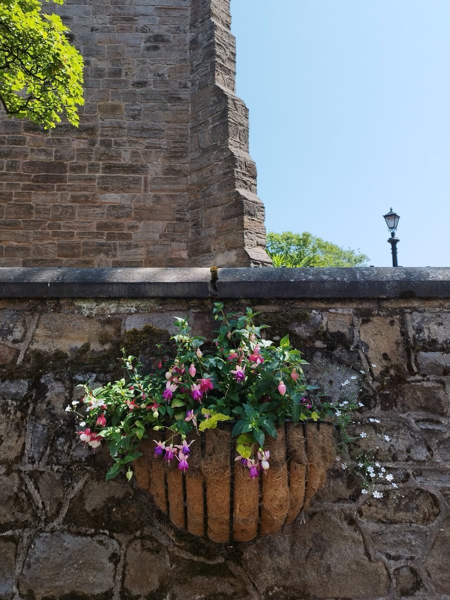 NorthernTomato's tweet image. #FlowersonFriday