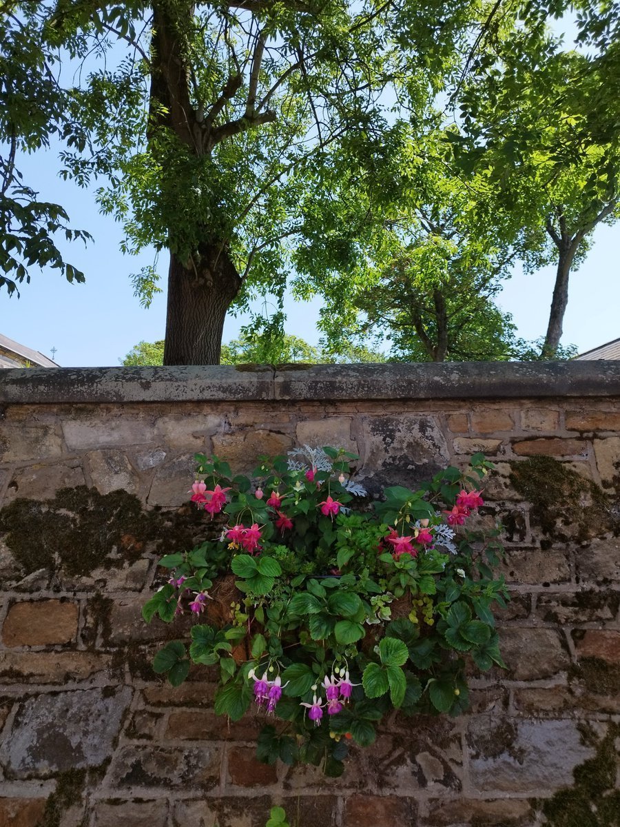NorthernTomato's tweet image. #FlowersonFriday