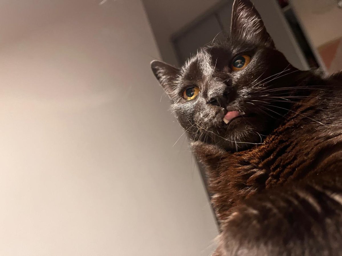 pracogarcia's tweet photo. @migatodinamita @Revistadegatos Mona.. 7 kg de puro amor!! https://t.co/XbIUKYoZk5