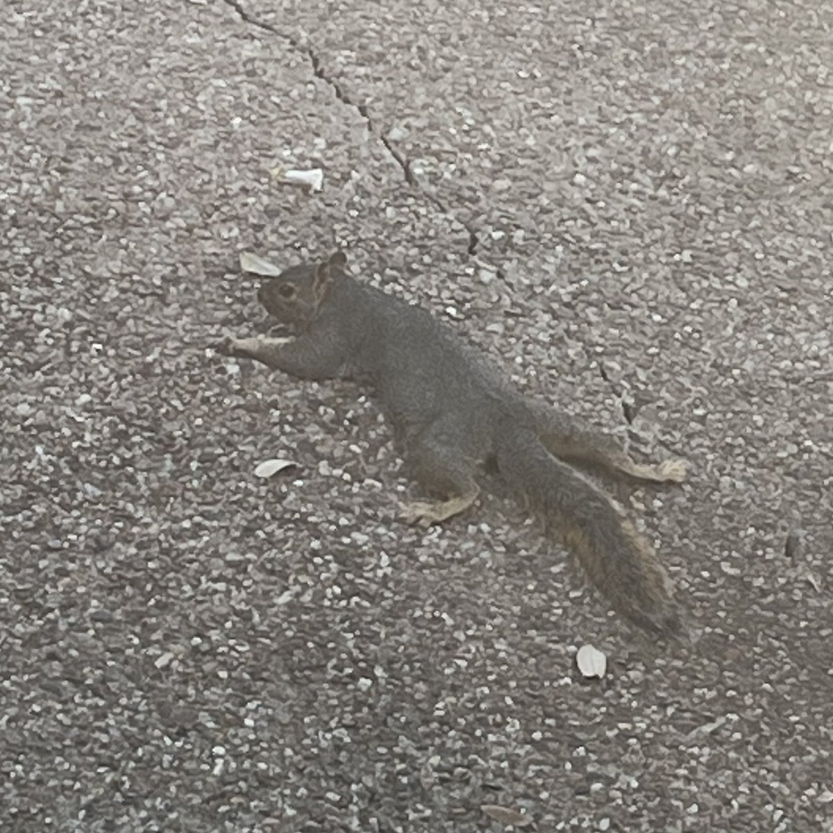 jameswester's tweet image. This behavior is called splootting. This squirrel sploots in my driveway every day. I have named him Pedro Pasquirrel.
I really need to get out of the house more often.