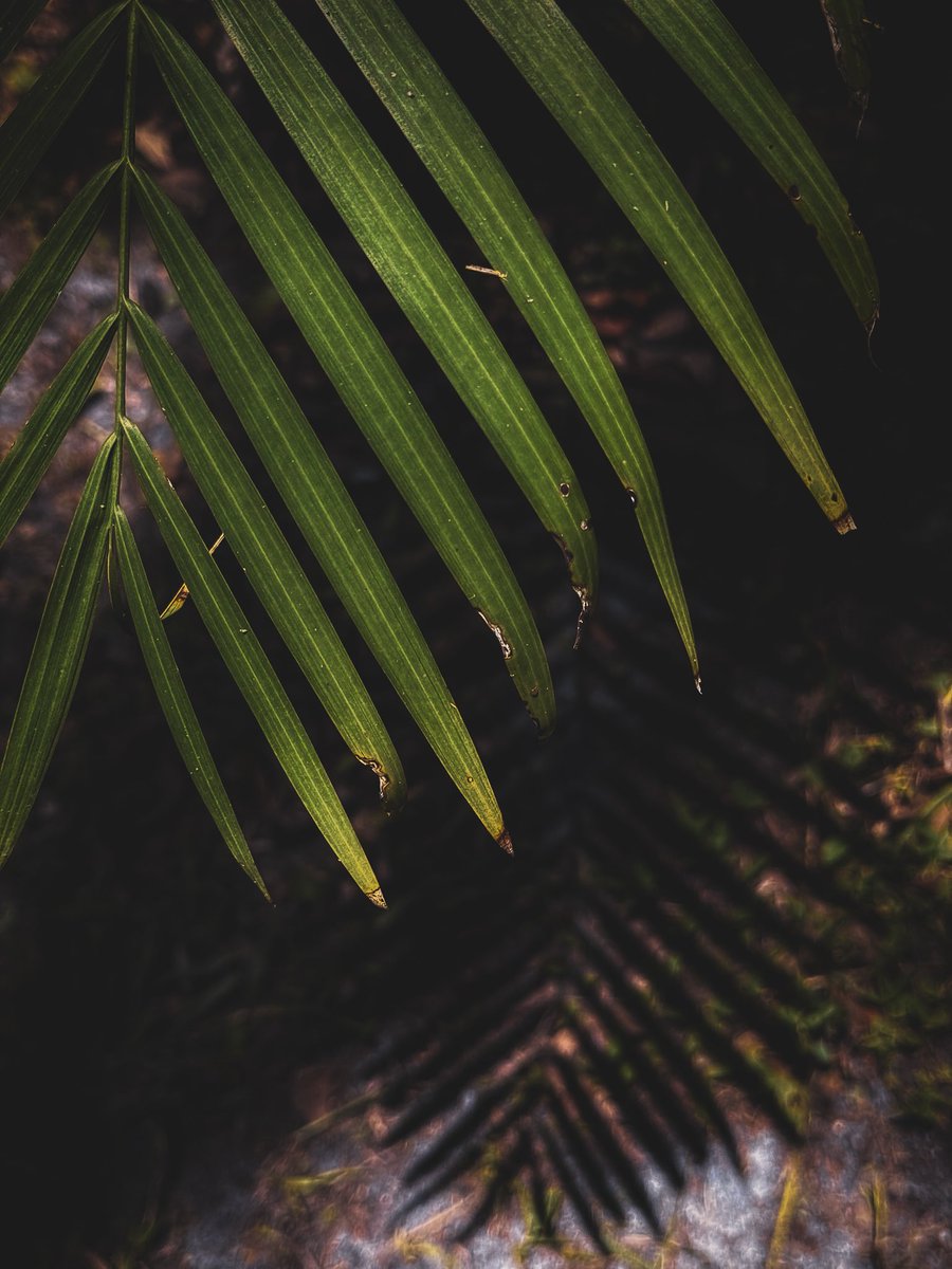 bugs836's tweet image. Shadows- took this with my iPhone 📱