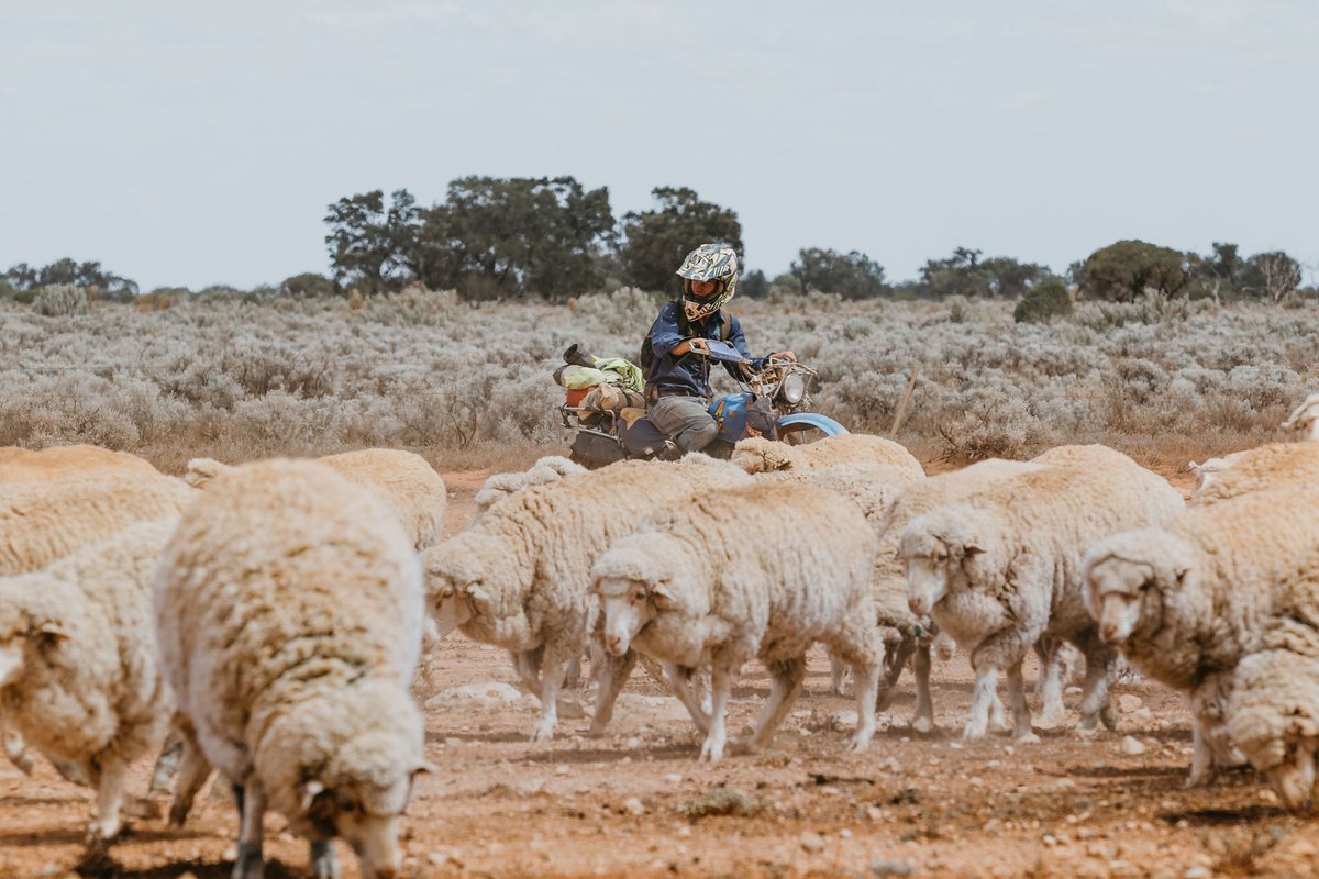 rftte's tweet image. Playing for Sheep Stations... Wool was once Australia’s biggest export - remember the saying, “Australia rode on the sheep’s back.” In fact, sheep quickly became more dominant than cattle in the early days of settlement, read on: bit.ly/RFTTEJOBS_Sheep
#rfttejobs #australia