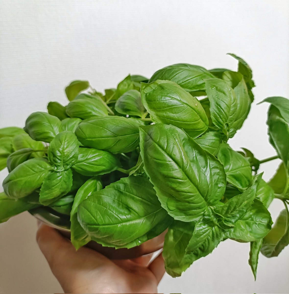 svkobo's tweet image. おはようございます!
ちょっと放置していたらモッサリ増えてしまったバジル🌿
今日は新緑たぬきを作りつつ、保存用バジリコソースも作らねばwww
緑一杯!
よき1日を✨