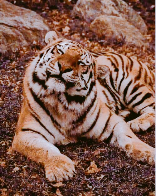rollingtaro's tweet image. 皆様おはようございます🐯
オールスターゲーム
いやぁ~パ・リーグ強い‼️
というか
交流戦からずっと強い‼️
なんかね野球を楽しんでるわ…
セ・リーグも
意地は見せたけどね…
テルとチカのホームラン
見れて良かったです🤣
さぁ~明日から
後半戦スタート‼️
よろしくです‼️