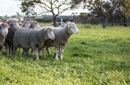SSF spotlight: Ensuring a financially resilient industry. 🤝

Financial viability is key to the Australian sheep industry’s success and a core pillar in the SSF.

Find out how the SSF gauges the industry's financial resilience 👇 
sheepsustainabilityframework.com.au/resources/news…