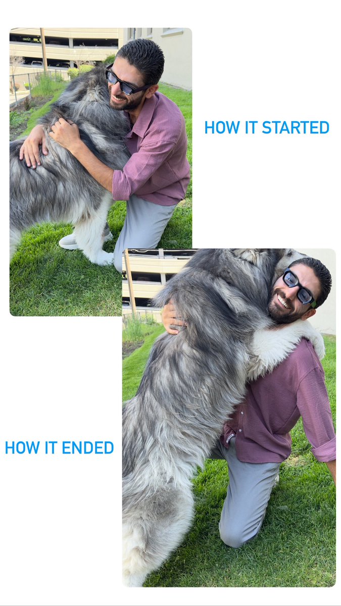 #malamute #kycer 🖤