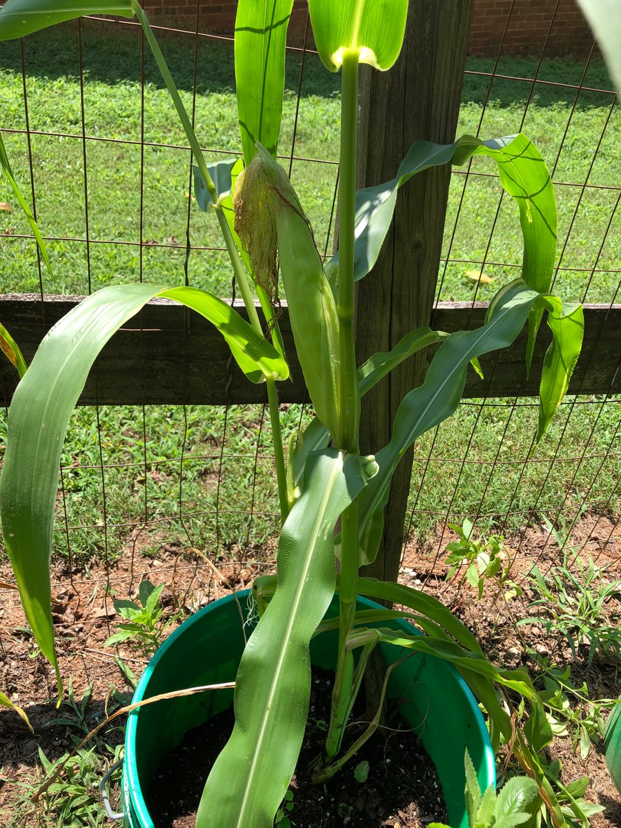 WispyAttitude's tweet image. So, I put some corn seeds in some buckets and low and behold… 😁
When is harvest??