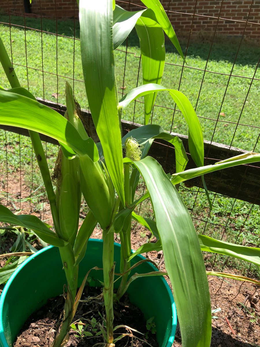 WispyAttitude's tweet image. So, I put some corn seeds in some buckets and low and behold… 😁
When is harvest??