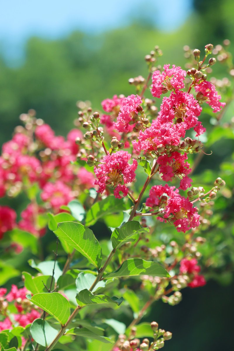 MaririnSiga's tweet image. おはようございます
#サルスベリ
