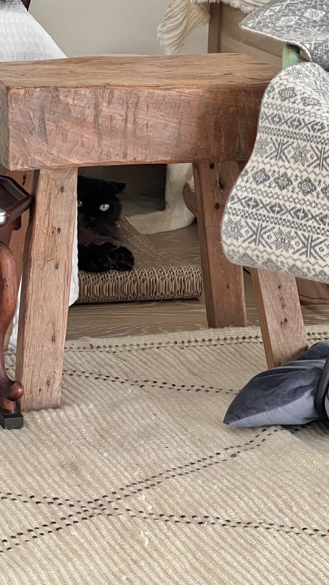 necosan__cat's tweet image. ねこさんを探せ❣️
