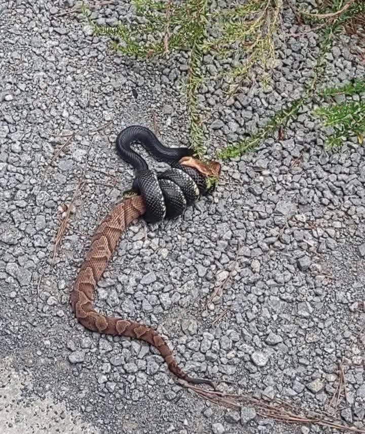 🦋🦋T71🦋🦋 (@tackle71wall) on Twitter photo This is why you don’t kill black snakes/ king snakes. King snakes are constrictors and resistant to copperhead, rattlesnake, and cottonmouth venom, which is precisely why venomous snakes are easy prey for them. They can easily overpower venomous species.
Your property is MUCH This is why you don’t kill black snakes/ king snakes. King snakes are constrictors and resistant to copperhead, rattlesnake, and cottonmouth venom, which is precisely why venomous snakes are easy prey for them. They can easily overpower venomous species.
Your property is MUCH
