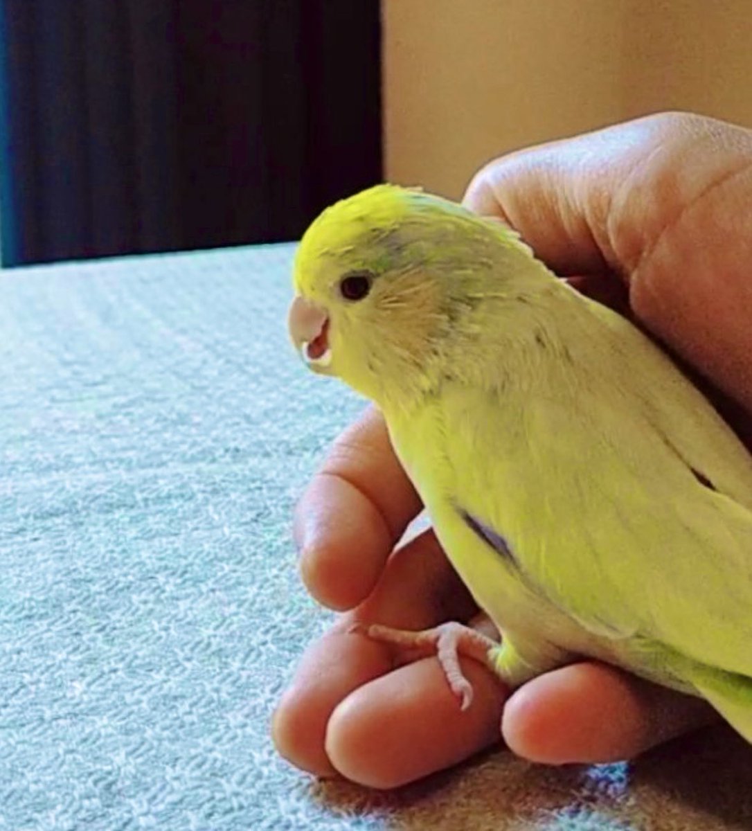 nontantan513's tweet image. 大好きなフルーツと野菜のご馳走を食べてたっぷり眠り起きてきたピーさんの大きな瞳をみていると、この子が私を選んでここにきてくれたのかナと思えてならなくて。