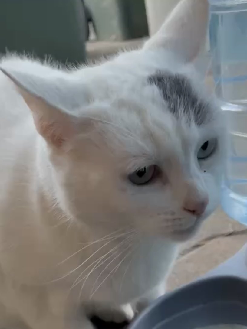 half_straycat's tweet image. Cold water is delicious 😋💧