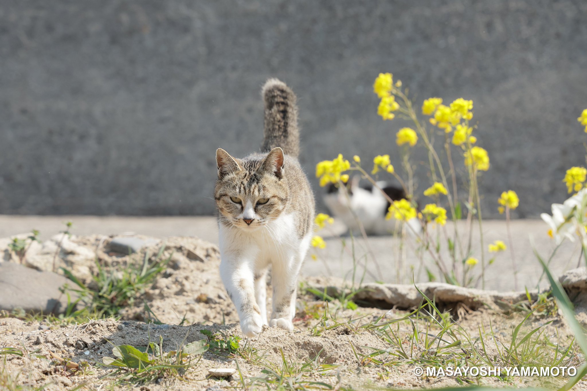ねこ いたずらねこ QB－002Y – GREEN CROSS-select 工事現場の