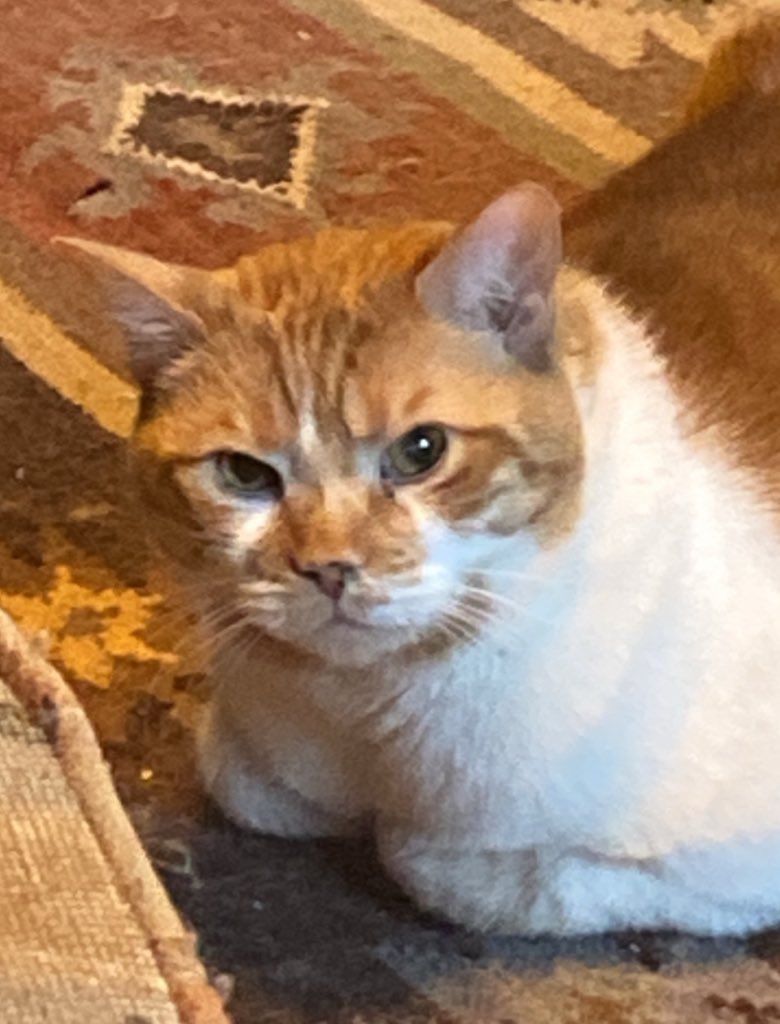 danishthorium's tweet image. took frank to a new vet clinic today for a meet and greet appointment and everyone loved him so much the vet wrote “frank is such a lovely boy!” at the top of the invoice